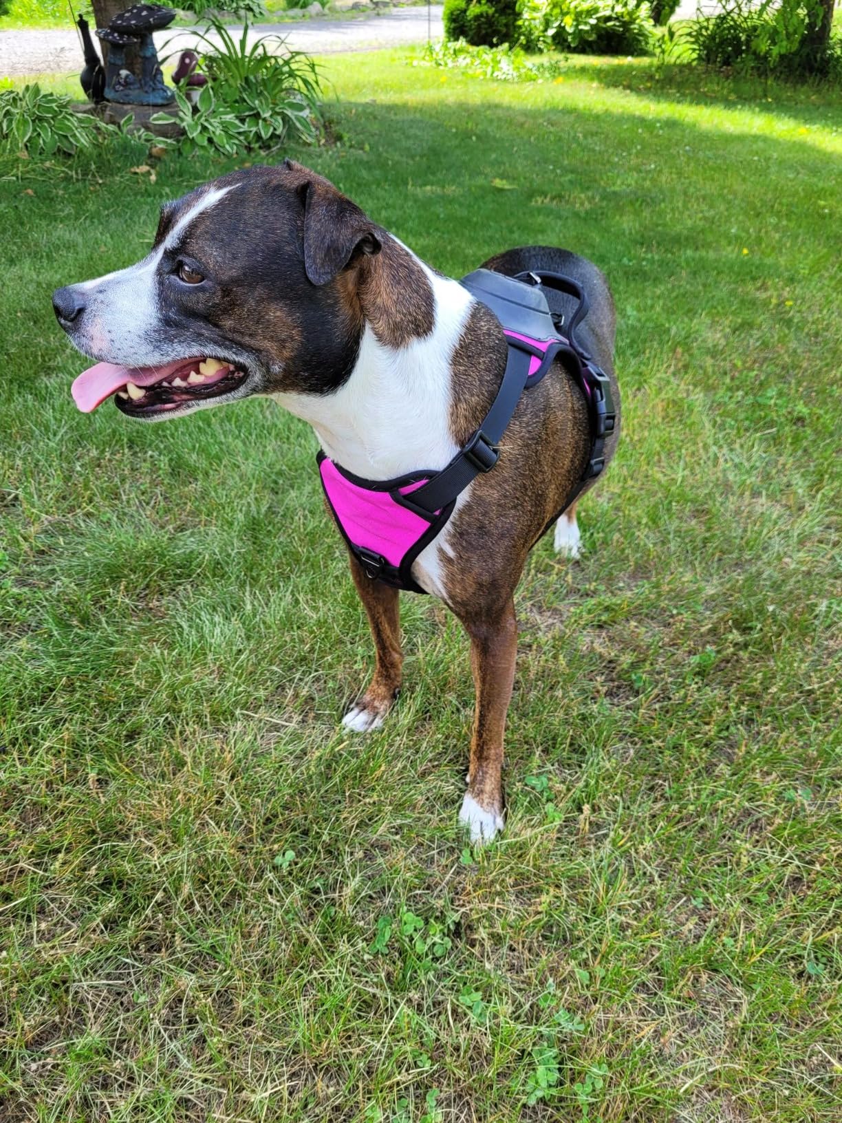 Integrated Leash Dog Harness