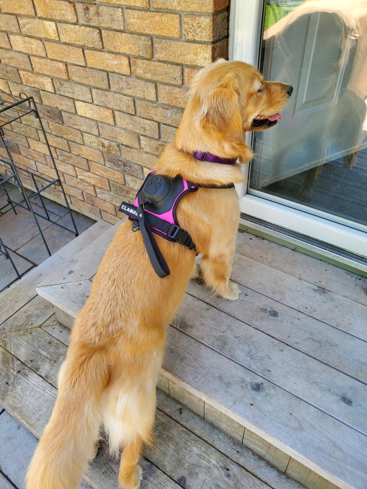 Integrated Leash Dog Harness