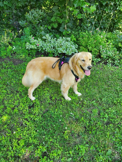 Integrated Leash Dog Harness