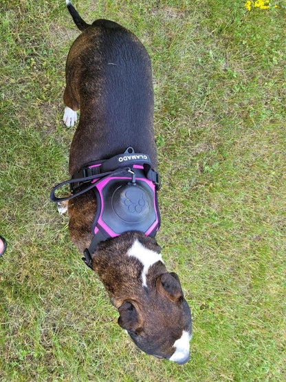 Integrated Leash Dog Harness